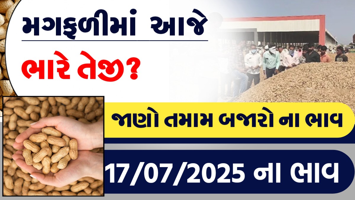 મગફળીમાં આજે ભારે તેજી?, જાણો આજના તમામ બજારોના ભાવ