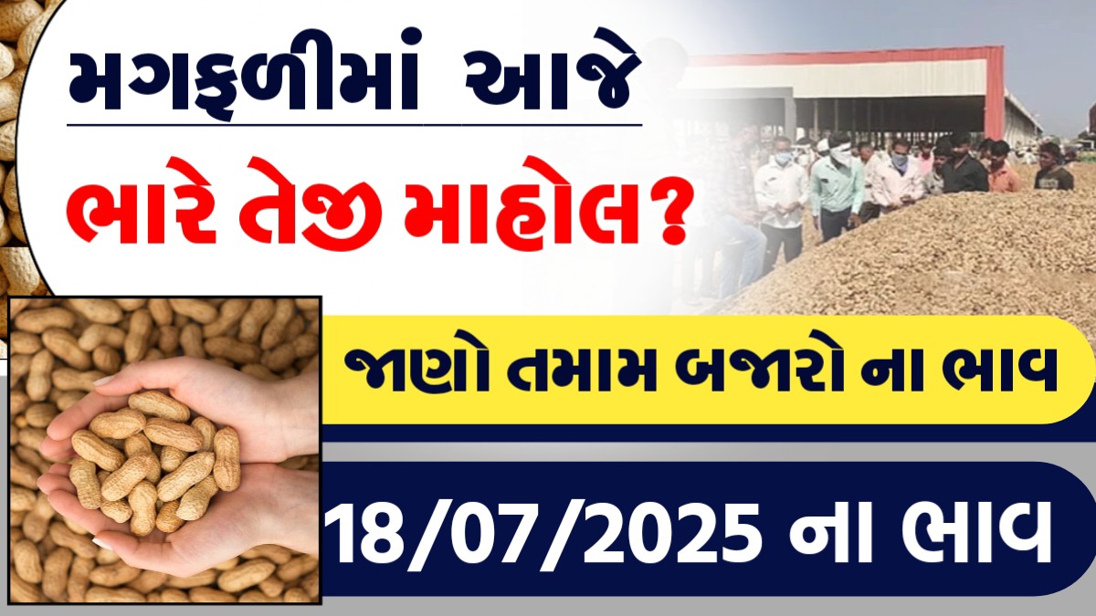 મગફળીમાં આજે ભારે તેજીનો માહોલ?, જાણો આજના તમામ બજારોના ભાવ