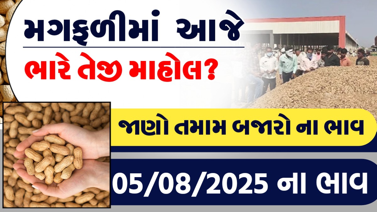 મગફળીમાં આજે ભારે તેજીનો માહોલ?, જાણો આજના તમામ બજારોના ભાવ