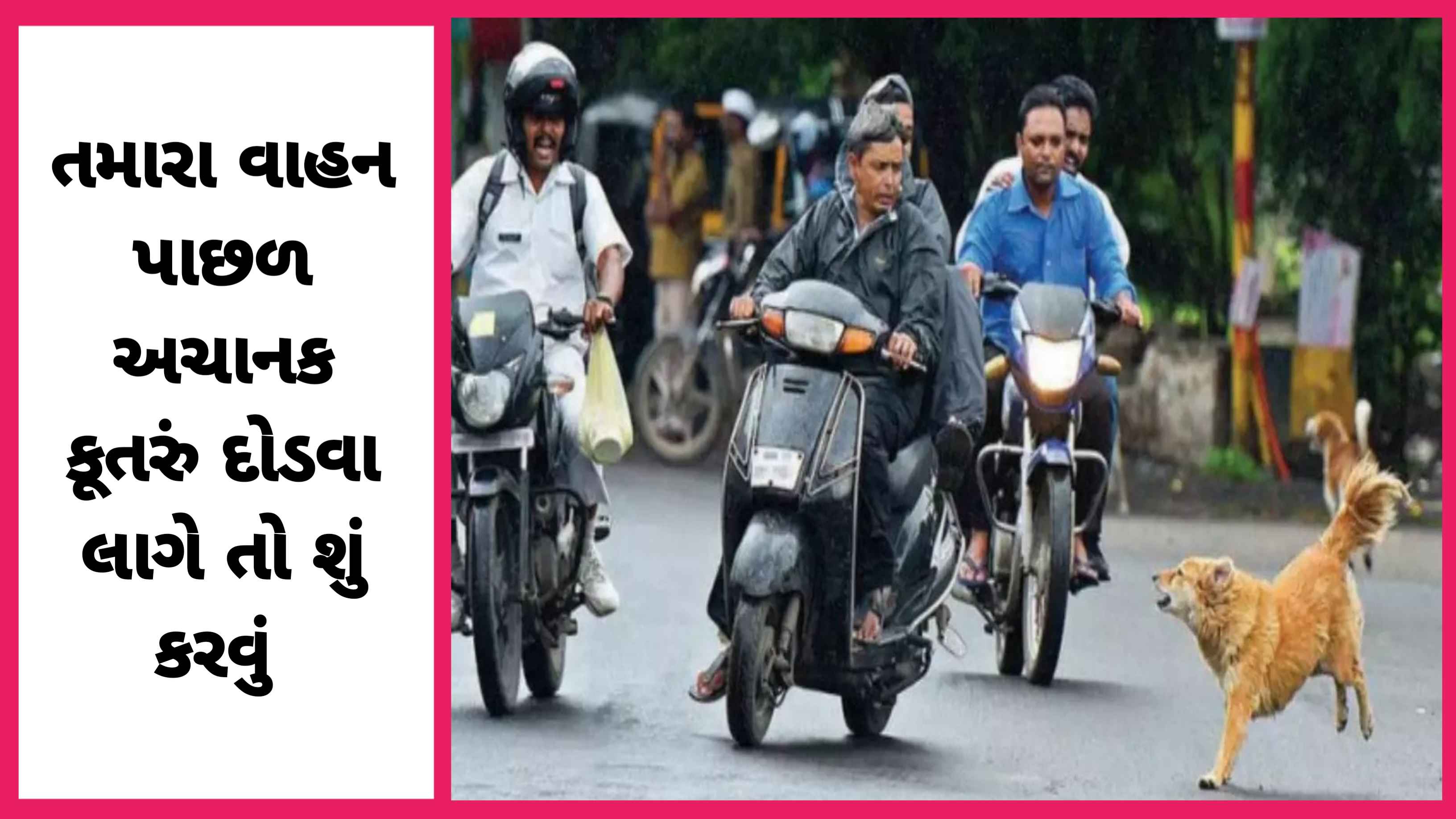 તમારા ટુ-વ્હીલરની પાછળ અચાનક કૂતરુ દોડે તો શું કરવુ ?