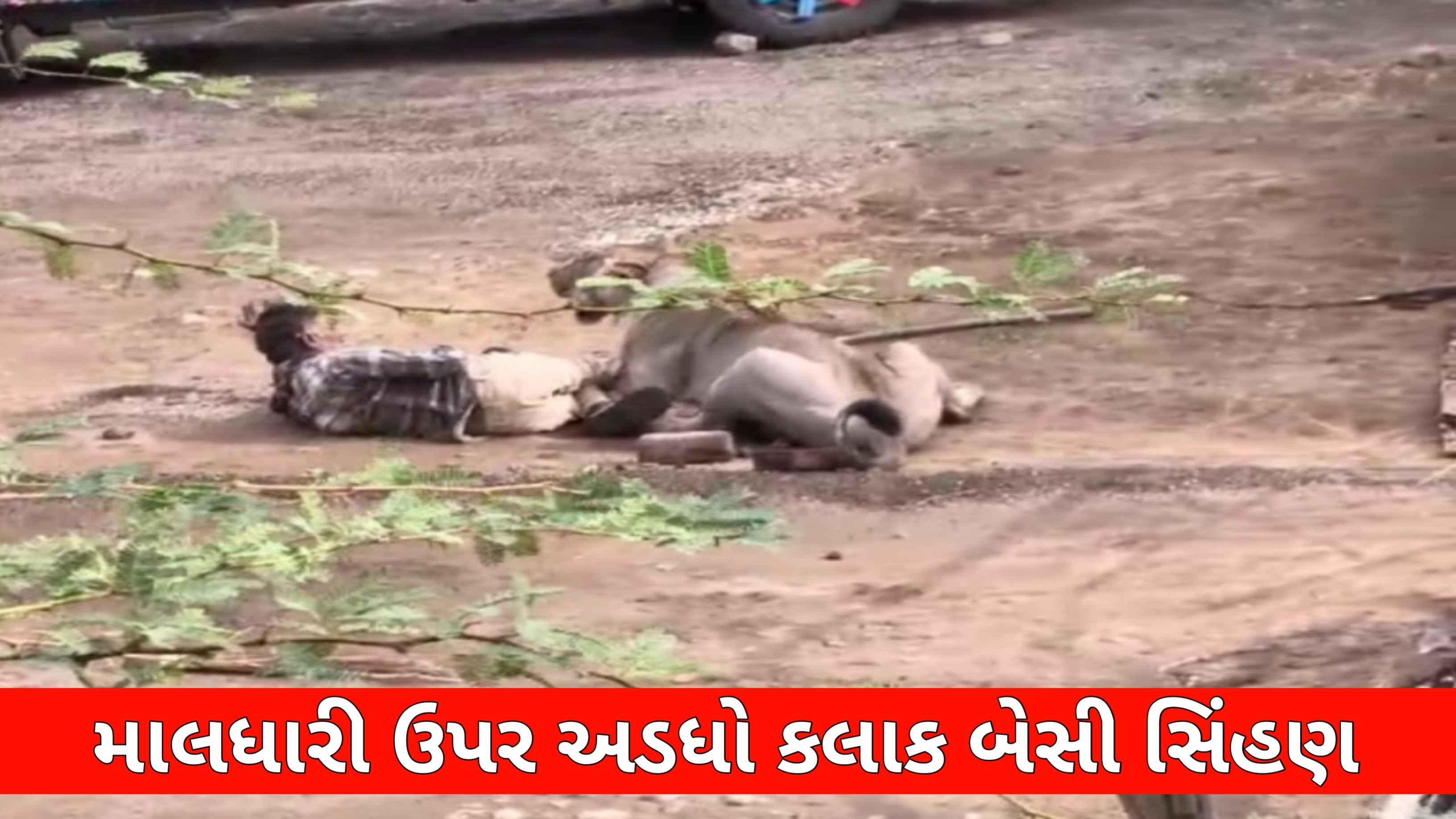 માલધારી: મેં સિંહણની ઉપર હાથ ફેરવ્યા, એણે મારો હાથ છોડી લીધો